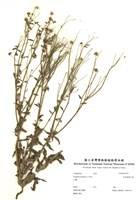 藏品(白頂飛蓬巴陵)的圖片